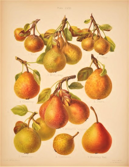A selection of perry pears from The Herefordshire Pomona.
