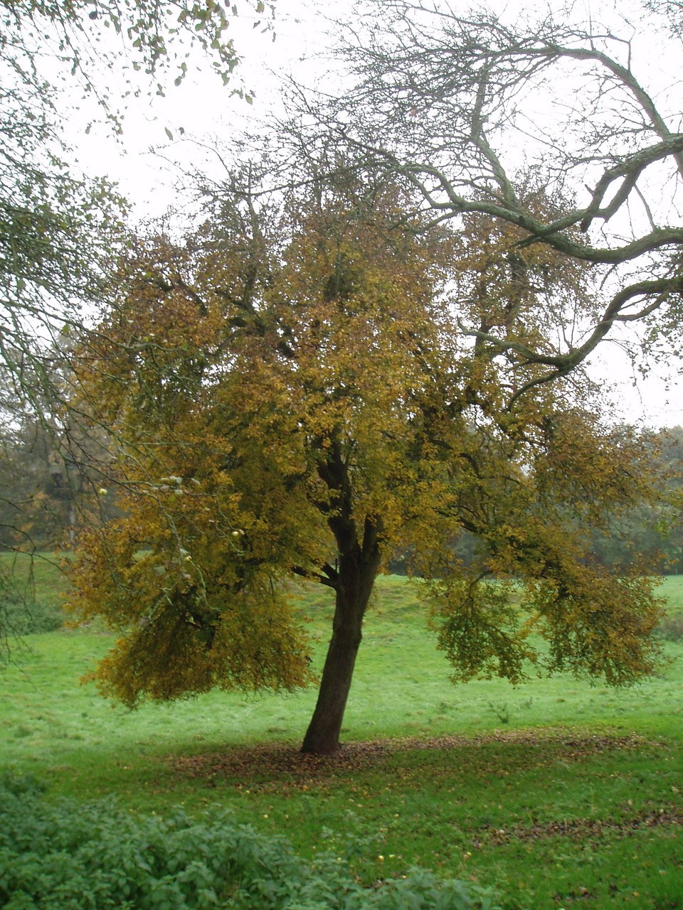 Rare pear perries: Oliver’s Coppy, Ross on Wye Flakey Bark and Fishpool ...