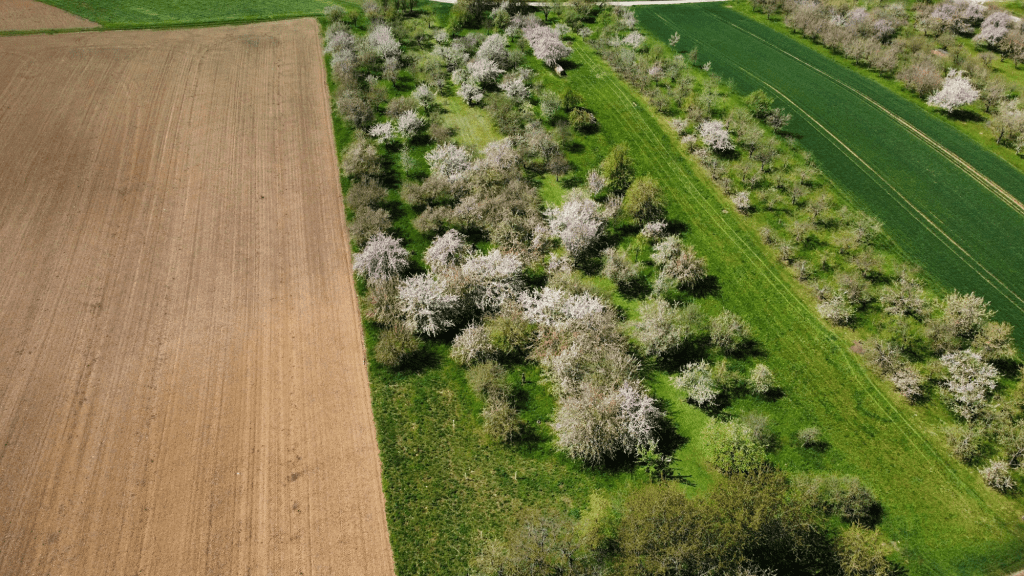 A blossoming orchard from the air
