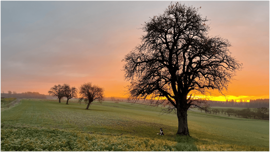 A leafless pear tree stands against an orange sunrise sky. A border colliw sits under it, dwarfed by the size of it.