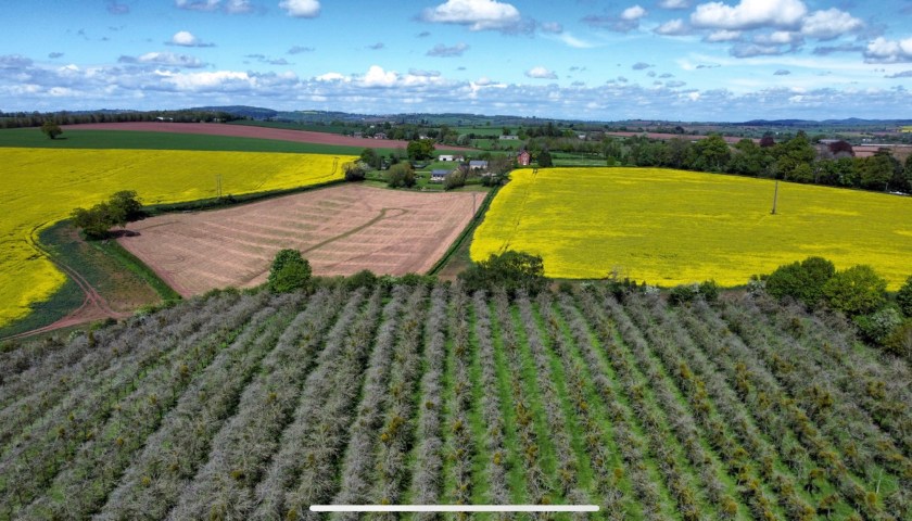 Gameoolands Orchard, where the Dabinett and Bisquet apple varieties are grown for Raison d'Etre.