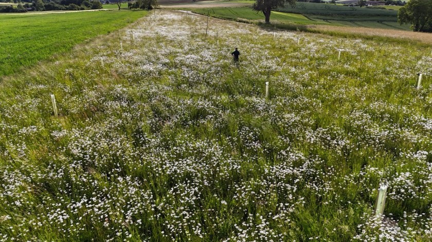 The International Perry Pear Project