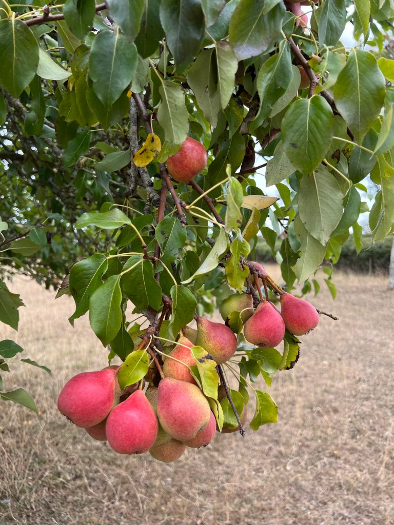 Winnals Longdon perry pears on the tree