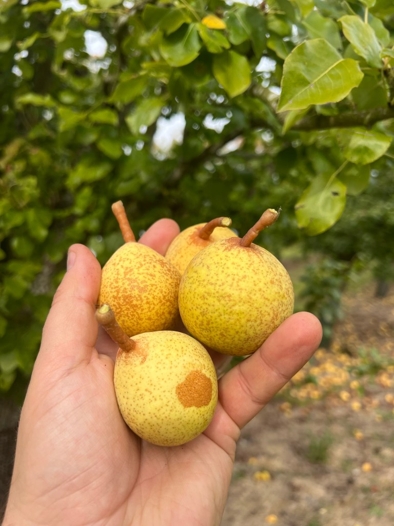 Thorn perry pears