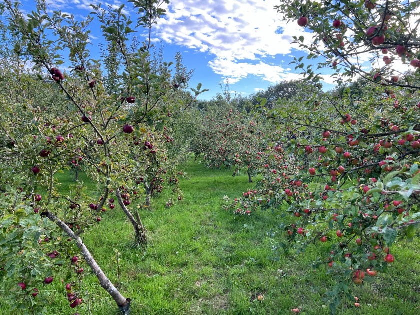 Charnwood Cider's orchard
