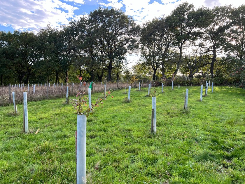 Charnwood Perry Pears