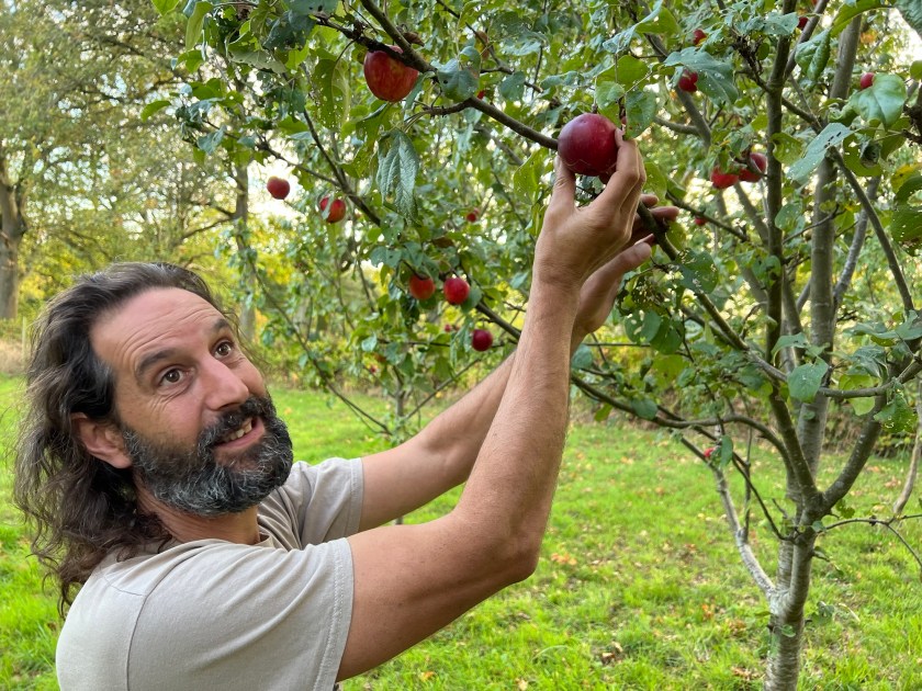 Harry Masters Jersey apple