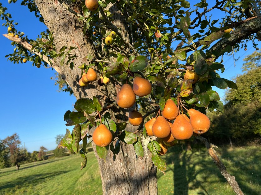 Blakeney Red perry pears on the tree.
