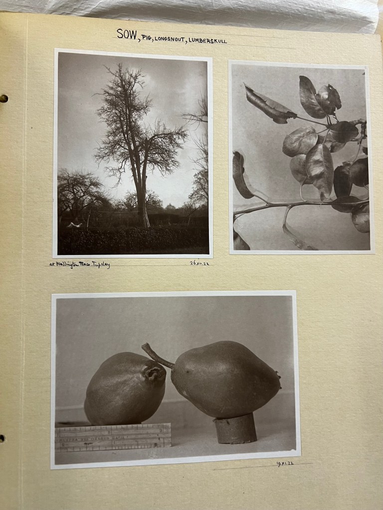 The lost Sow perry pear