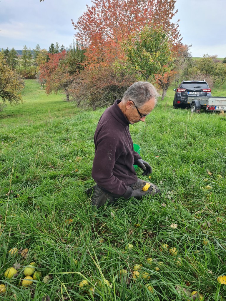 Picking fruit from the orchard floor