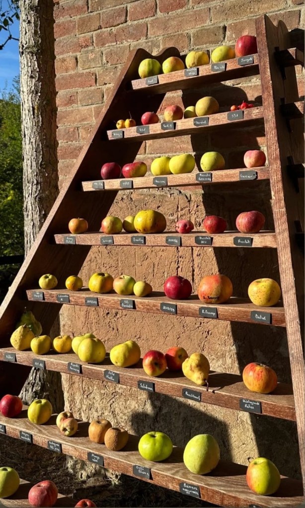Heritage apples displayed on a wooden stand