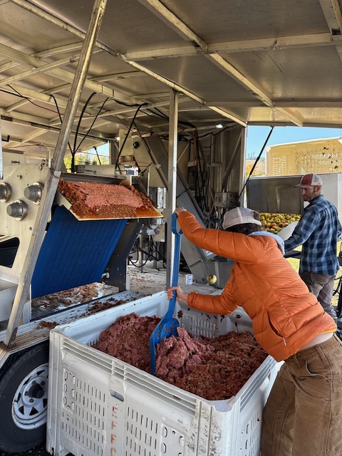 Harvest in full swing at Baumans