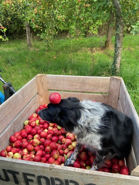 A Collie balancing an apple on its head