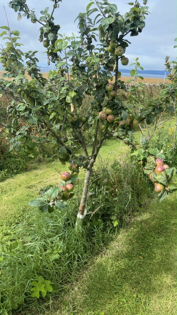 A young-ish tree in Lagg Orchard
