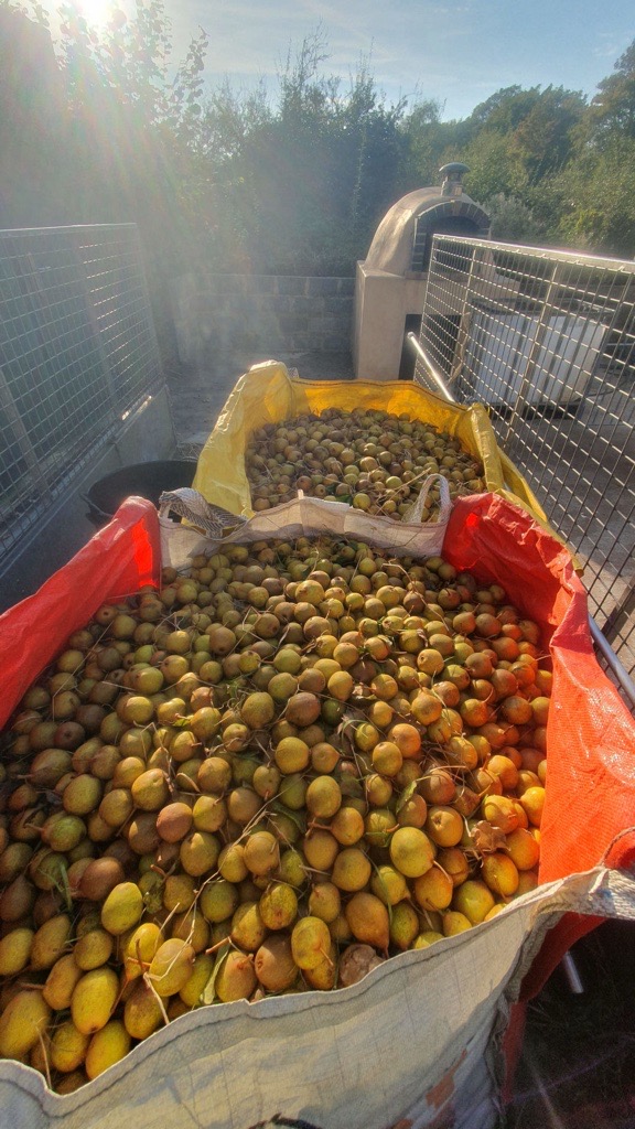 Sacks of Hendre Huffcap perry pears