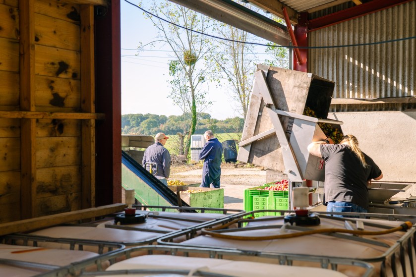 Oliver's Cider harvest in action
