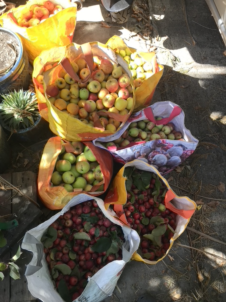 Sacks of freshly delivered fruit