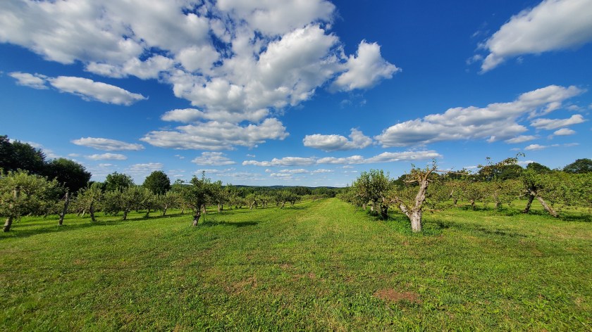 An orchard scene: blue skies, apple trees