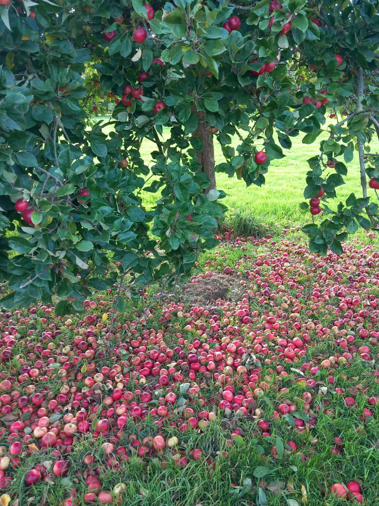 Lots and lots of fruit under the trees