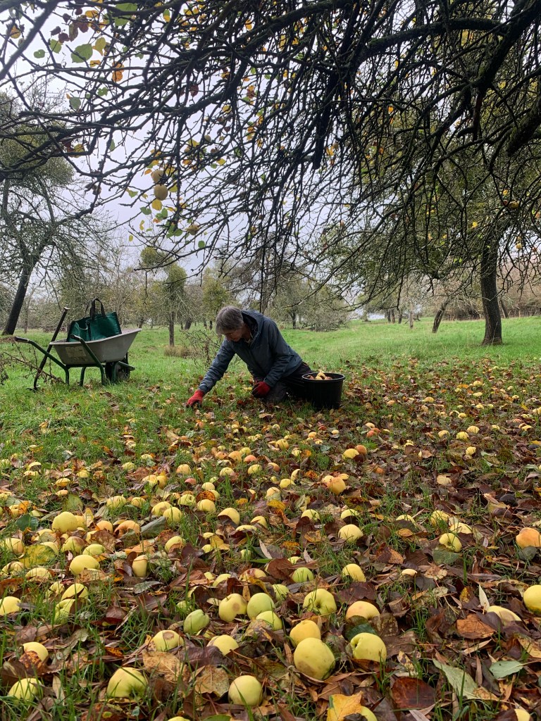 Redvers cider fruit picking in action