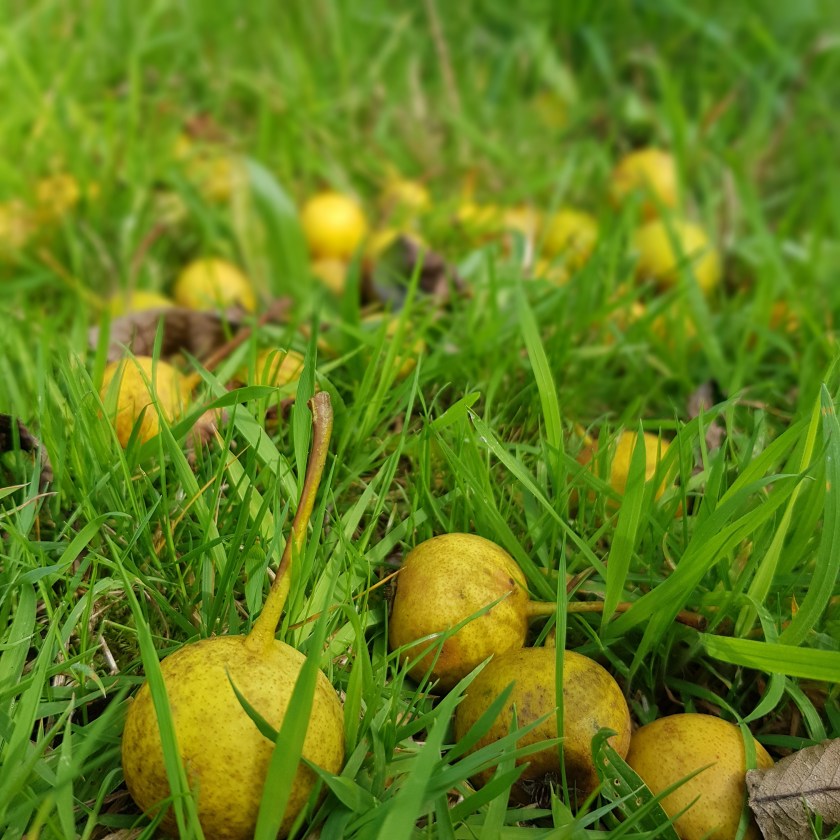 Mystery perry pears laying in the grass