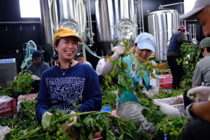 Harvesting hops for cidermaking