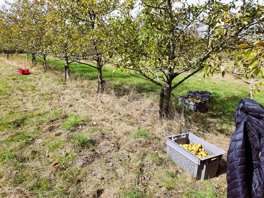 A dry start to harvest in the perry pear orchard