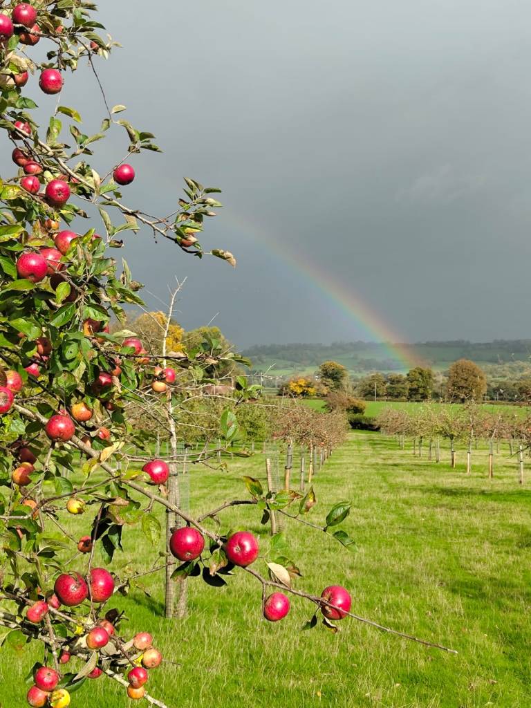 Red apples and a rainbow