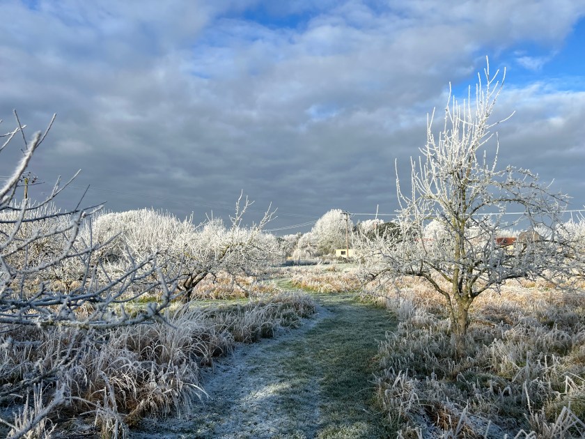 A frosty orchard scene