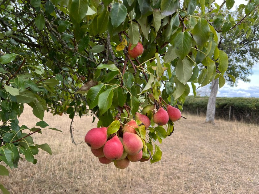 Winnals Longdon perry pears
