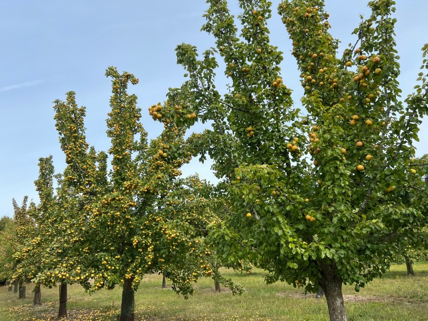 A row of Thorn perry pear trees
