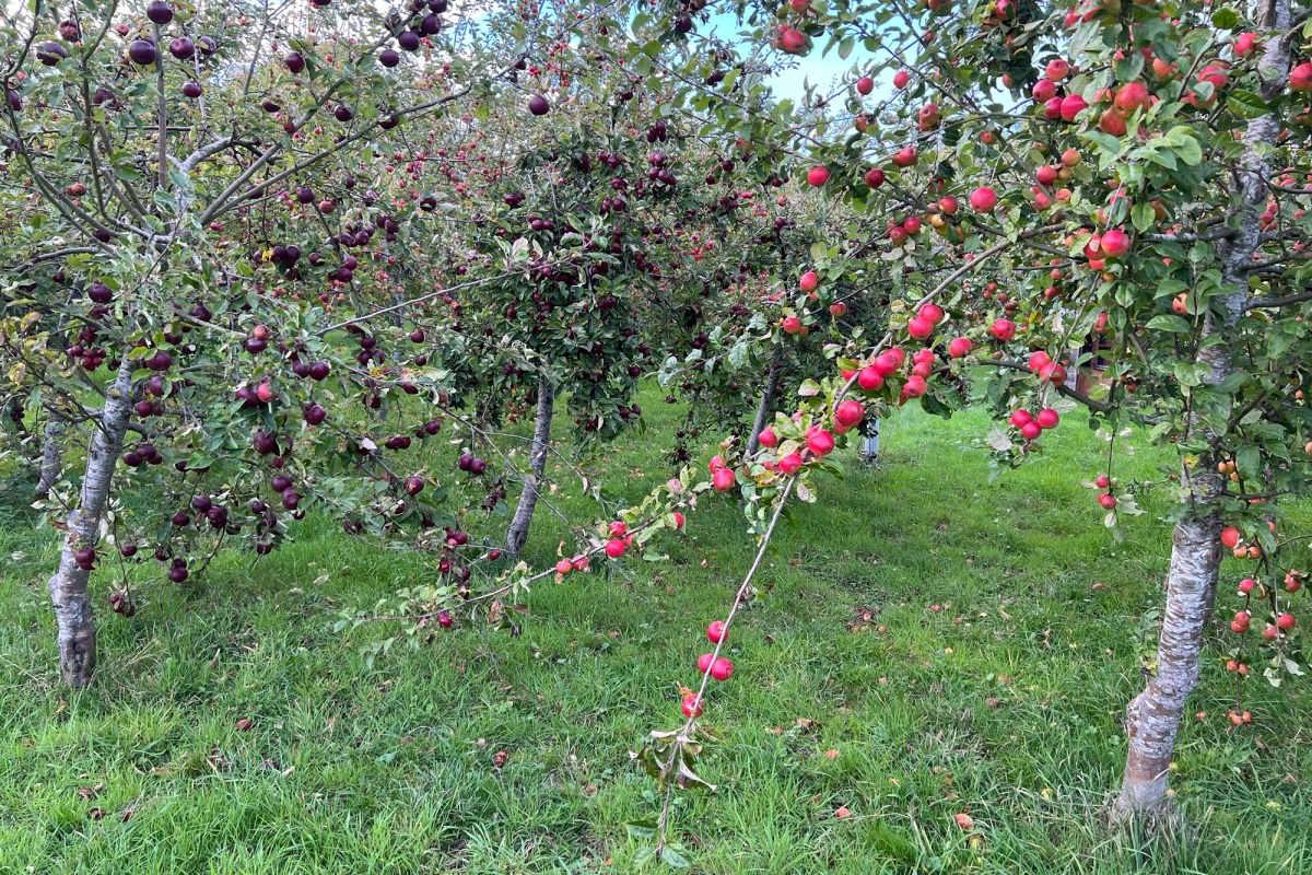 Two apple trees with red apples galore