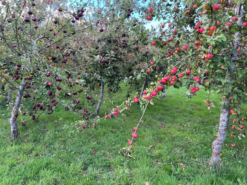 Two apple trees with red apples galore