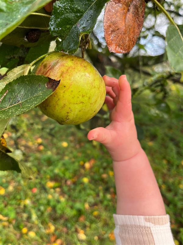 A baby's hand reaching for an apple