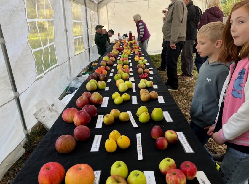 Apple Day selection of apples