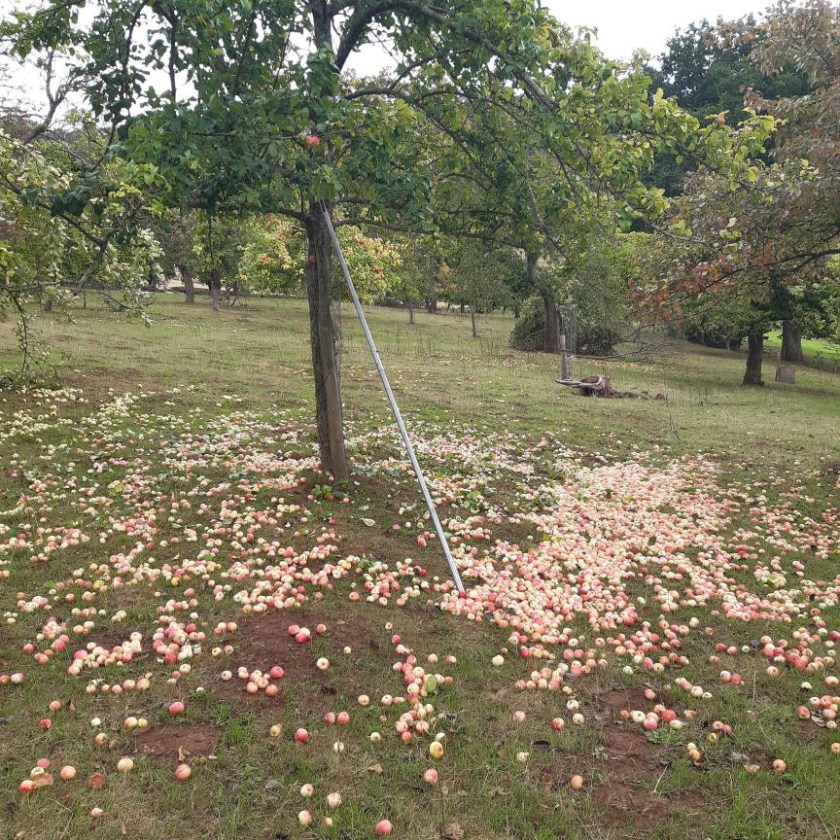 Breakwells Seedling apples beneath a tree