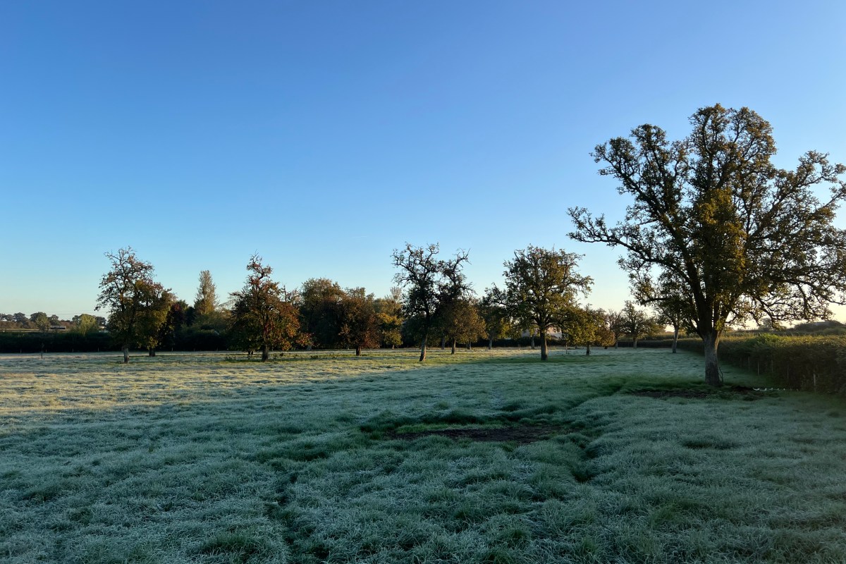 A slumbering orchard