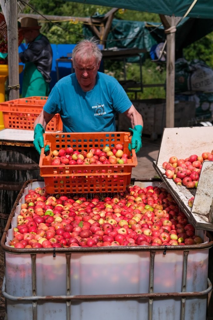 Mike Johnson grading apples