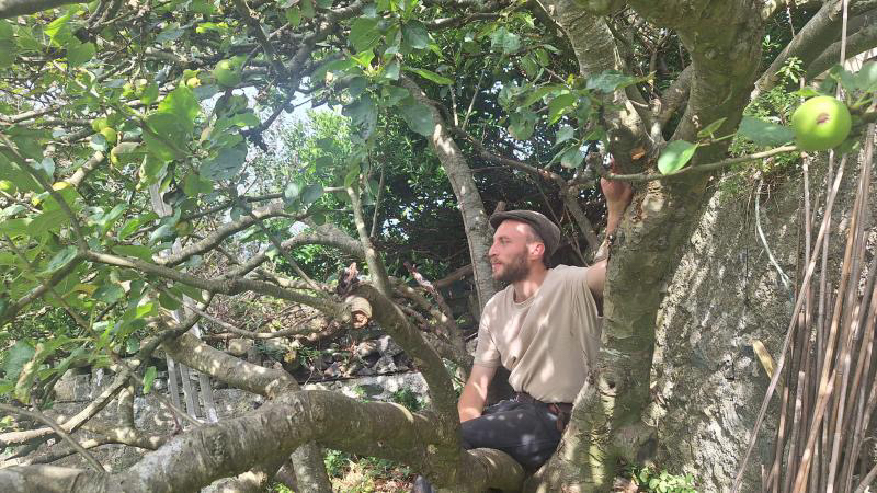 Sam perched in an old Bramley apple tree