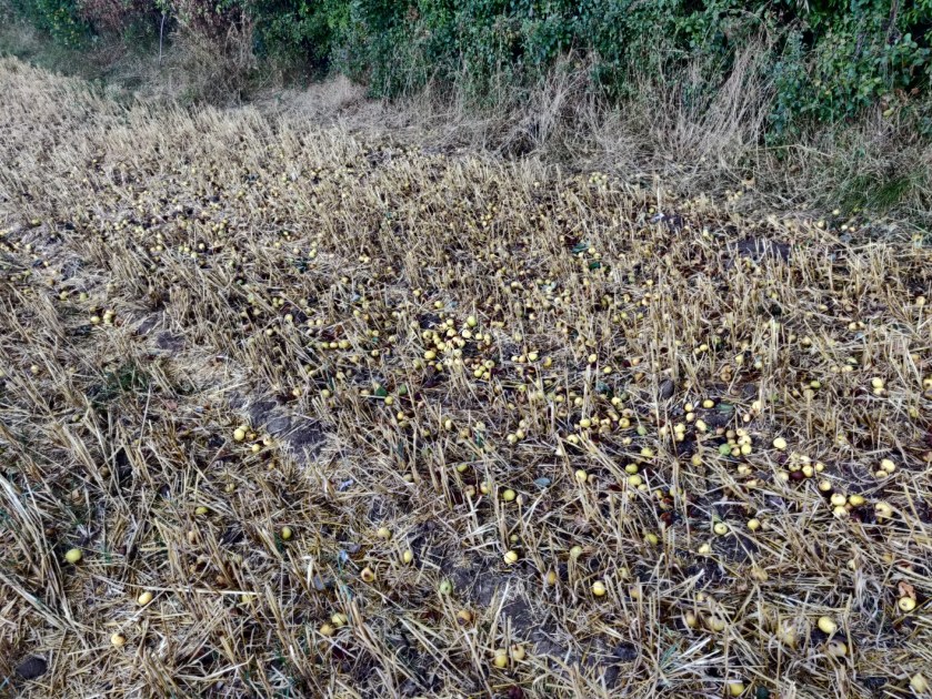 Holmer perry pears hiding in the grass