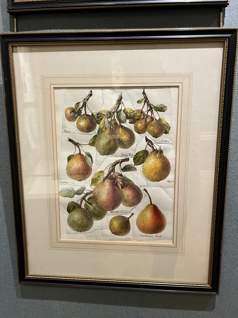 Edith Bull's original plate drawing of Cheat Boy