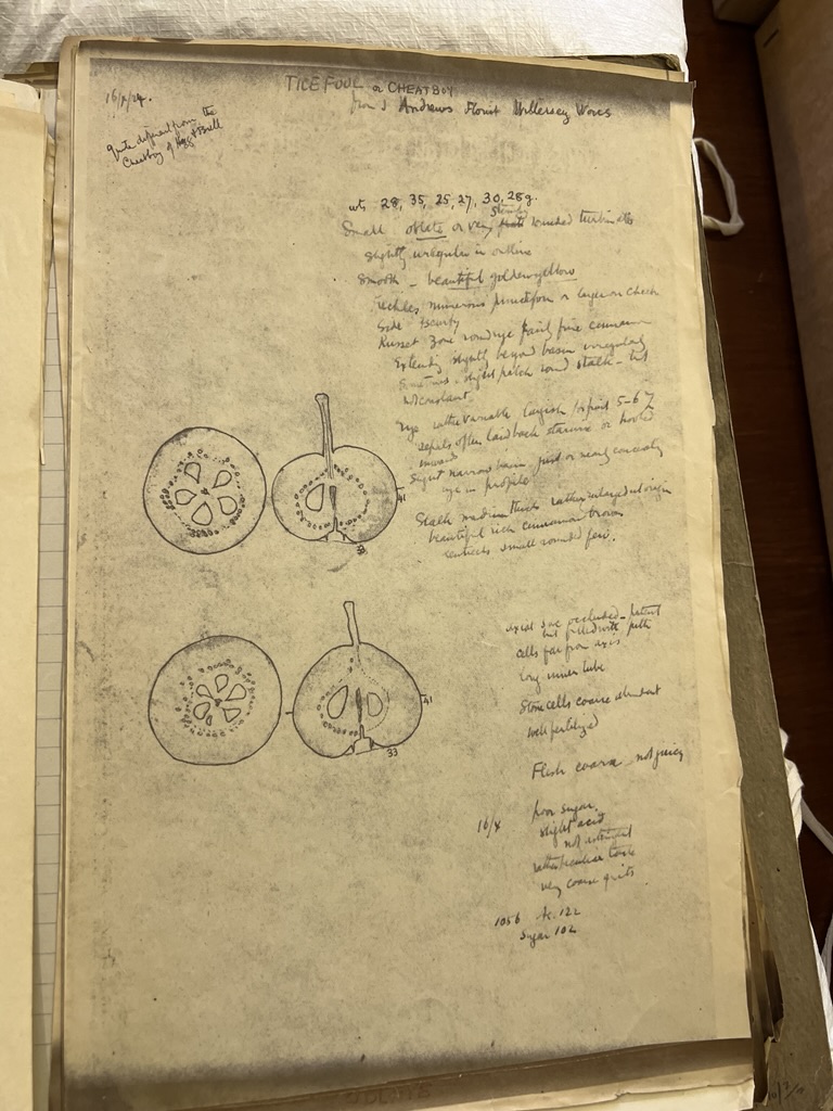 Cheat Boy/Tice Boy/Tice Fool entry in Durham's Perry Pears Pomona