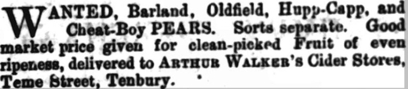An old newspaper advert asking if anyone had any Cheat Boy perry pears available.