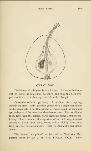 Hogg and Bull's description of Cheat Boy