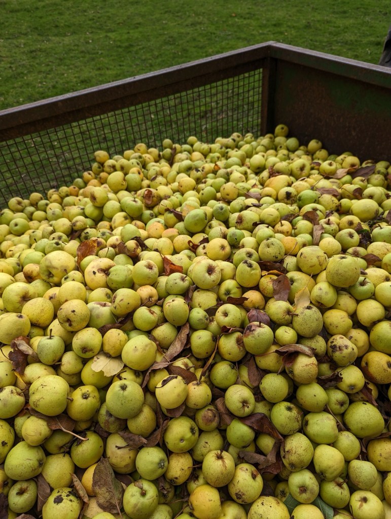 Bisquet apples in a trailer