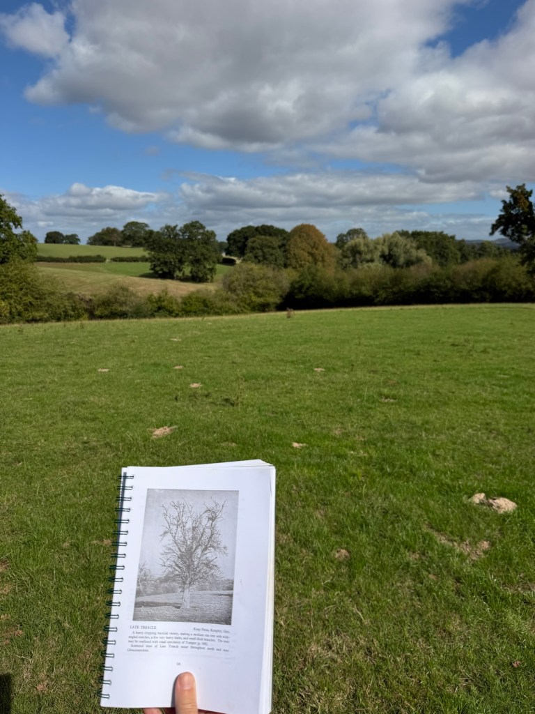 The site of the Late Treacle perry pear tree