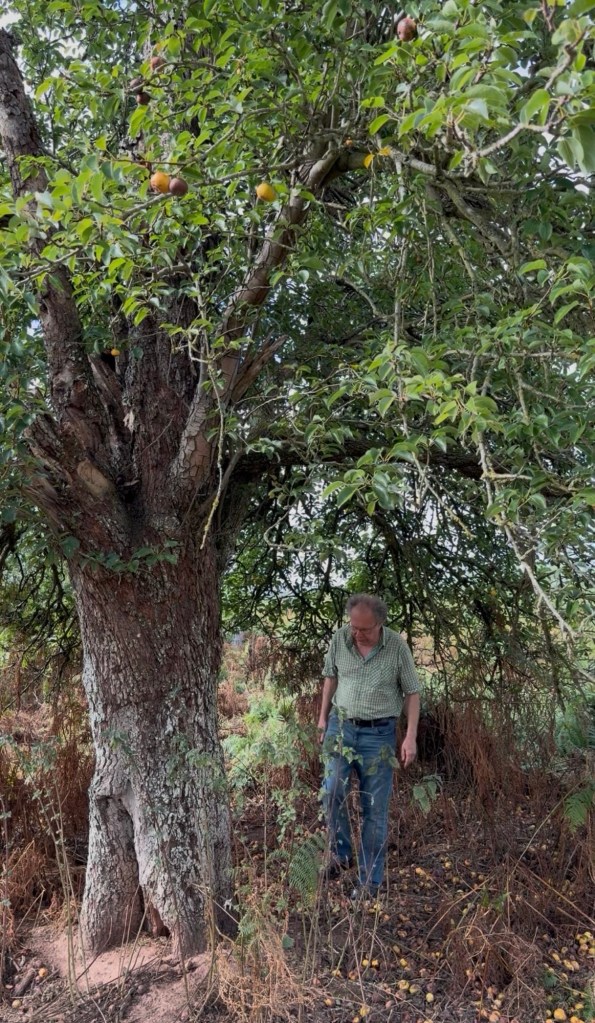 John Teiser at the Late Treacle tree