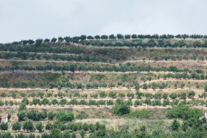 The Wata Cider orchard on a sandy hillside